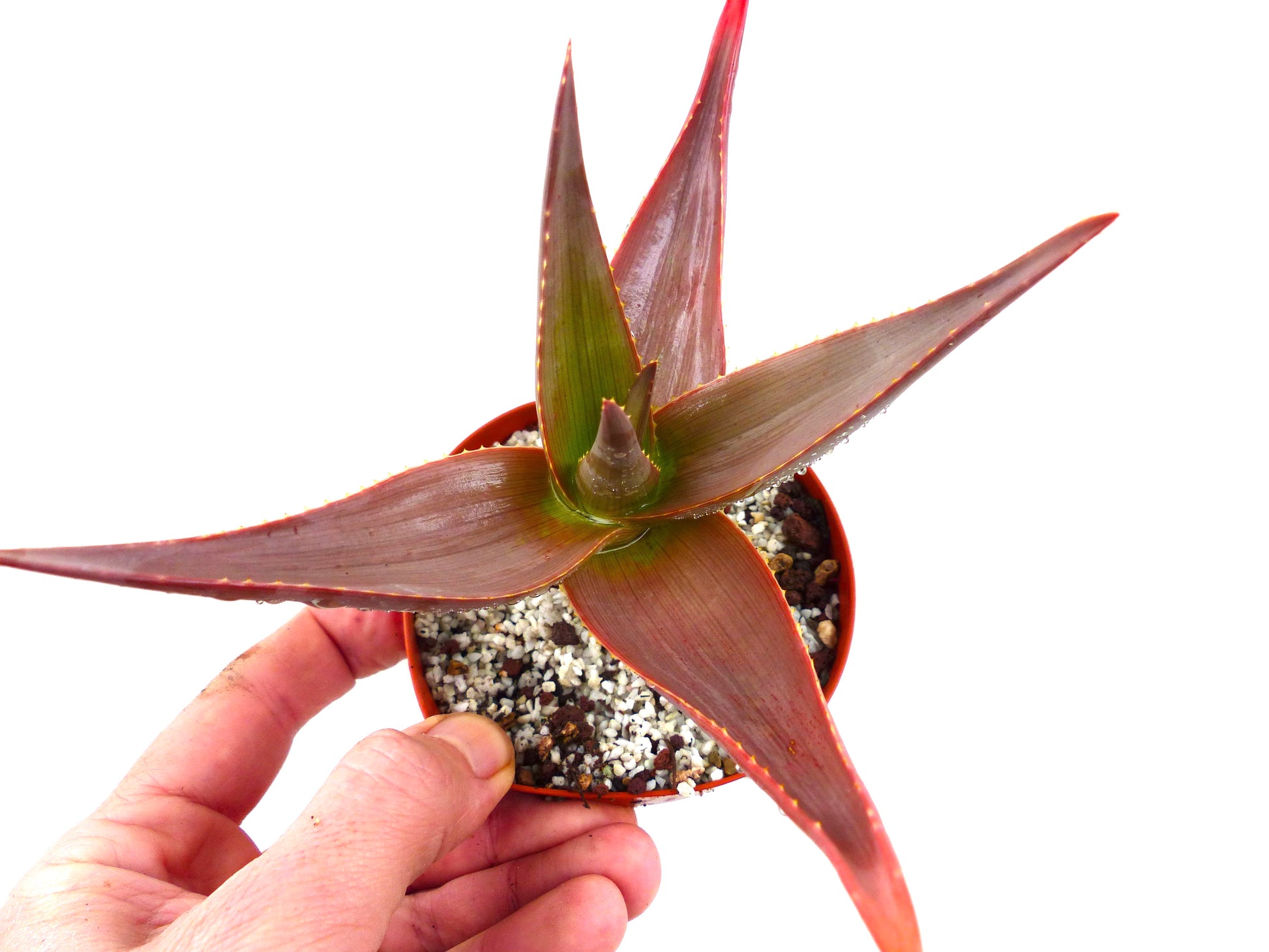 小さな鉢で育てる赤みがかった尖った葉のアロエ・デルトイデオドンタ var. ファラックス 多肉植物