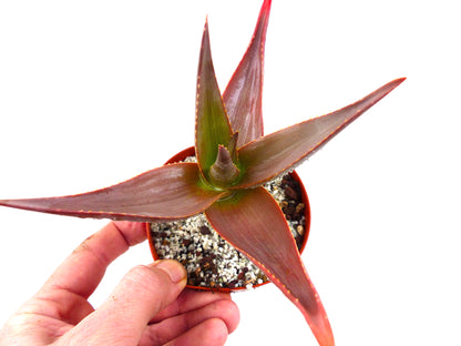 小さな鉢で育てる赤みがかった尖った葉のアロエ・デルトイデオドンタ var. ファラックス 多肉植物