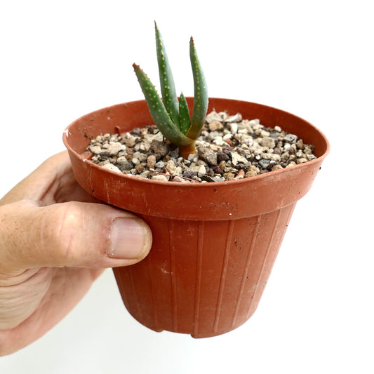Aloe dichotoma small succulent with green spiky leaves in terracotta pot