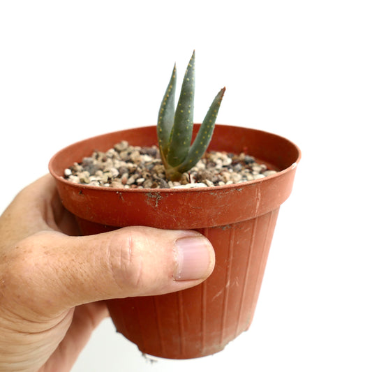 Aloe dichotoma small succulent with thick green leaves and yellow spots in pot