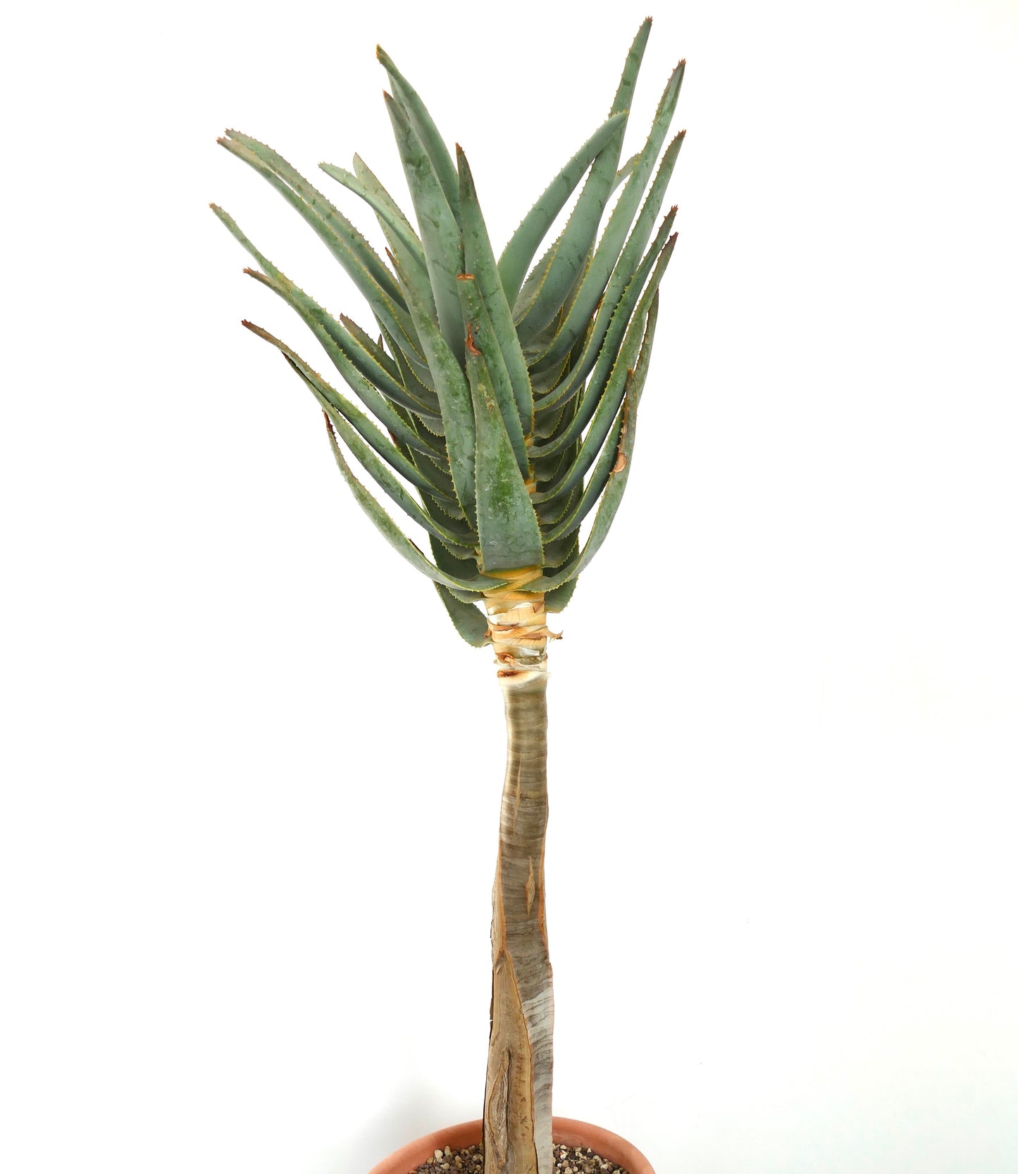 Aloe dichotoma grand succulent avec des feuilles épaisses et épineuses et une tige ligneuse en pot