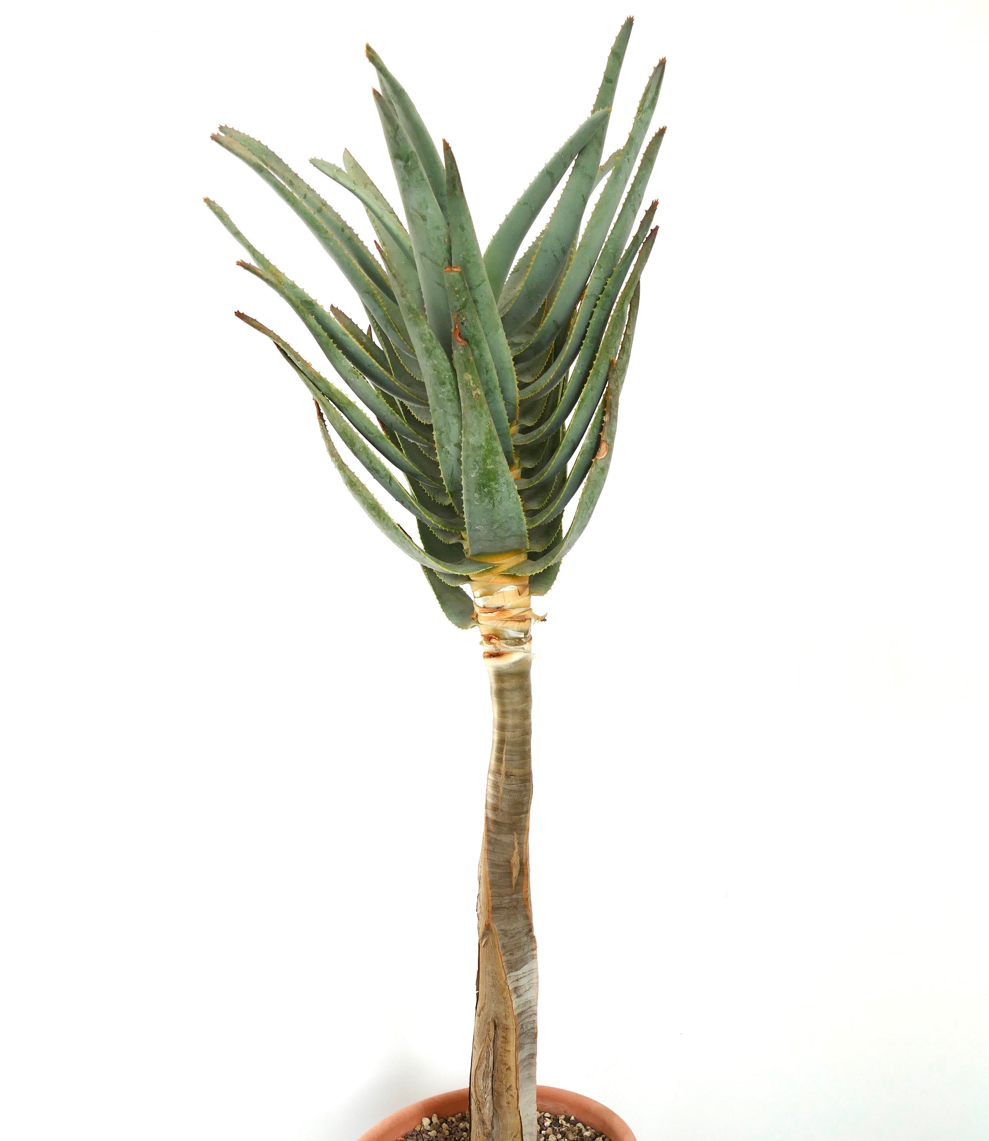 Aloe dichotoma grand succulent avec des feuilles épaisses et épineuses et une tige ligneuse en pot