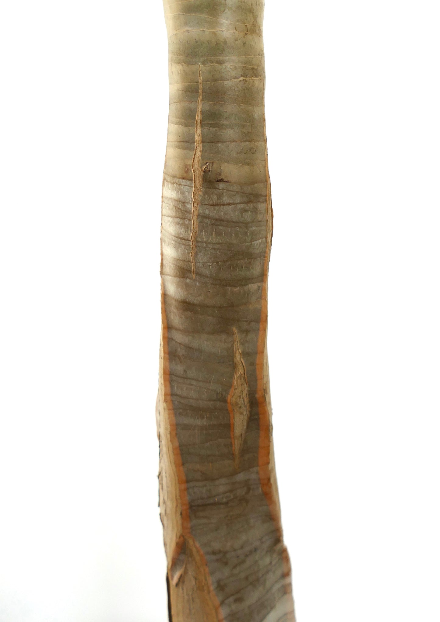 Tronc d'arbre succulent Aloe dichotoma avec écorce texturée et cicatrices verticales