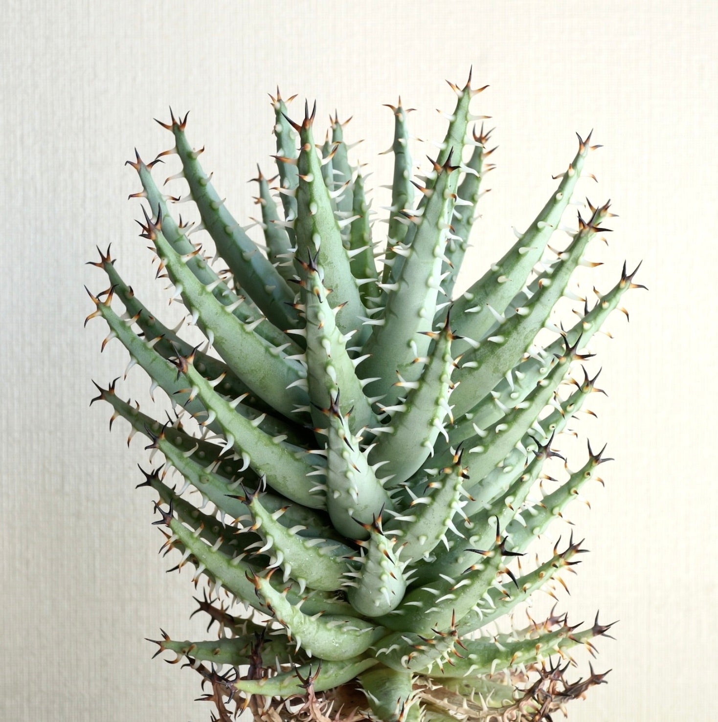Aloe erinacea succulent with thick spiky blue-green leaves and sharp brown-tipped spines
