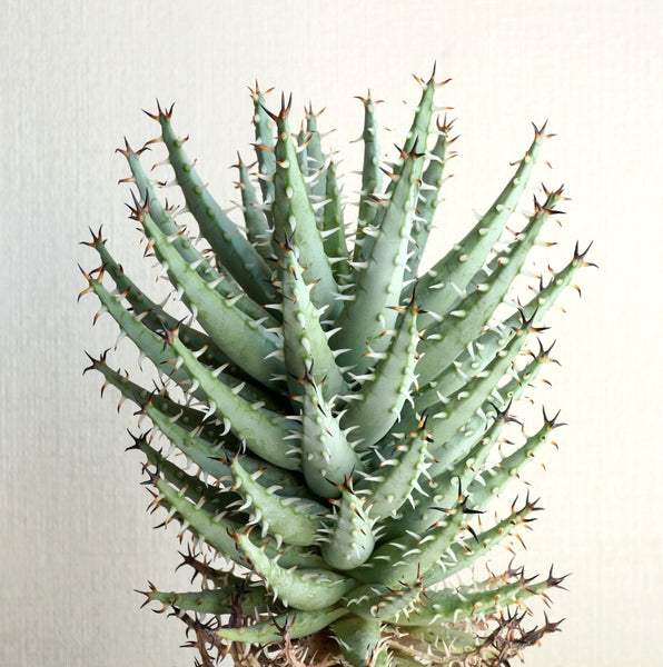 Aloe erinacea
