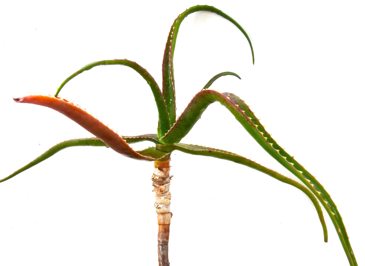 長く曲がったとげのある葉と木質の茎を持つアロエ・エキシミア多肉植物