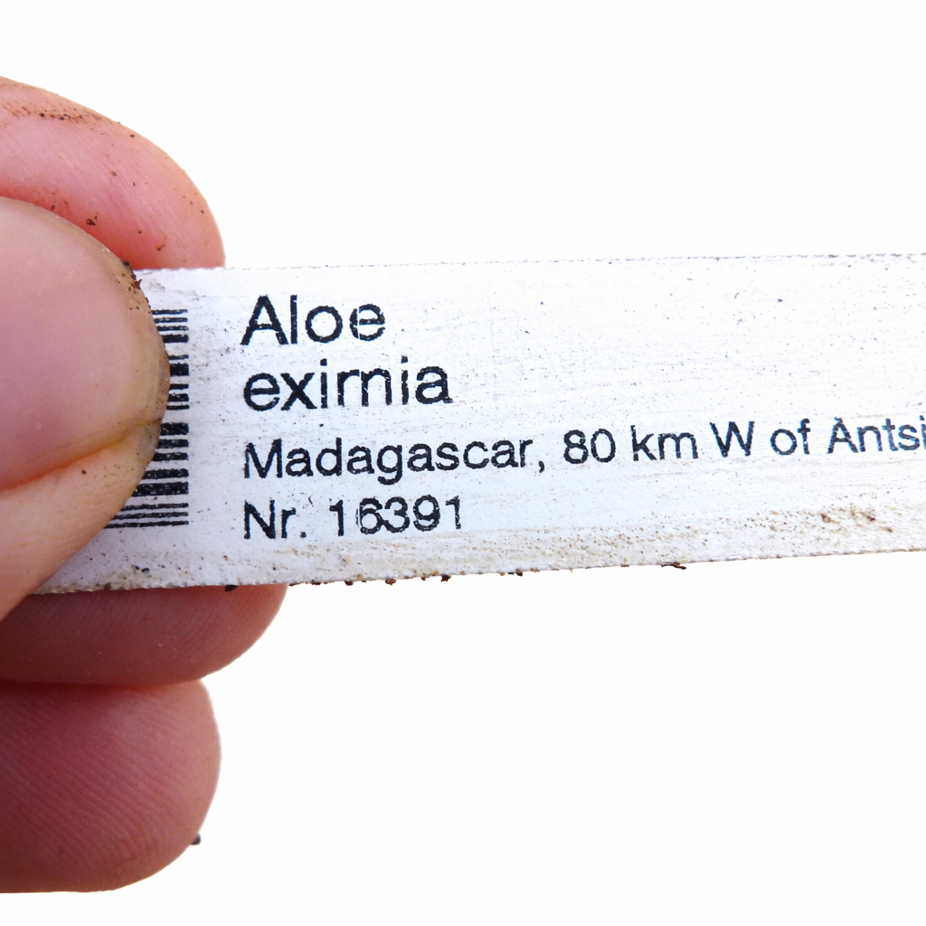 バーコードと場所の詳細が記載されたアロエ・エクシミアの手持ちプリント植物ラベル