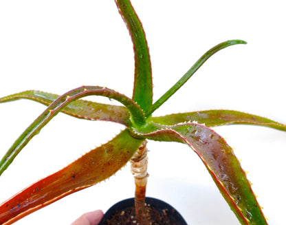 アロエ・エクシミア 希少な多肉植物、長く曲がったとげのある葉を持ち、黒い鉢に入っています