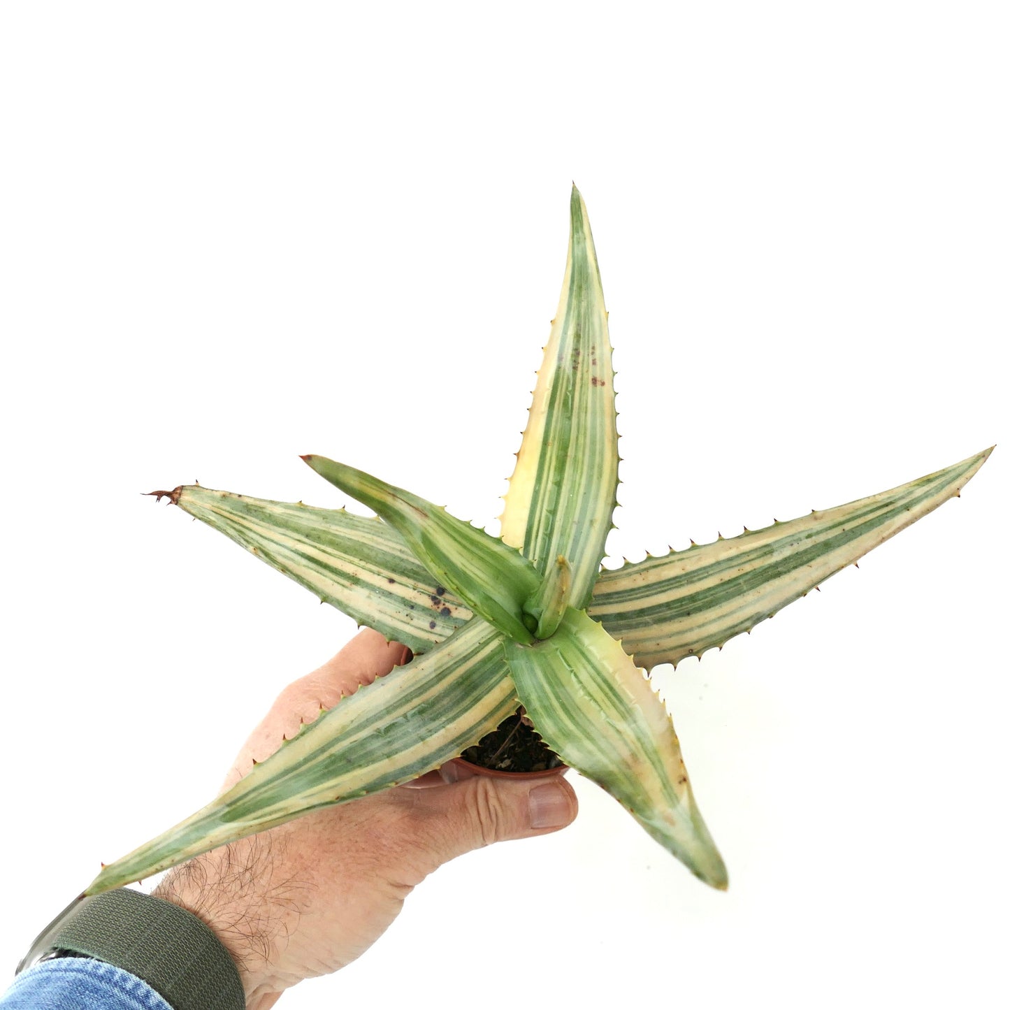 Aloe ferox var. marlothii REVERSE VARIEGATED
