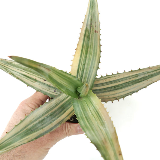 Aloe ferox var. marlothii REVERSE VARIEGATED