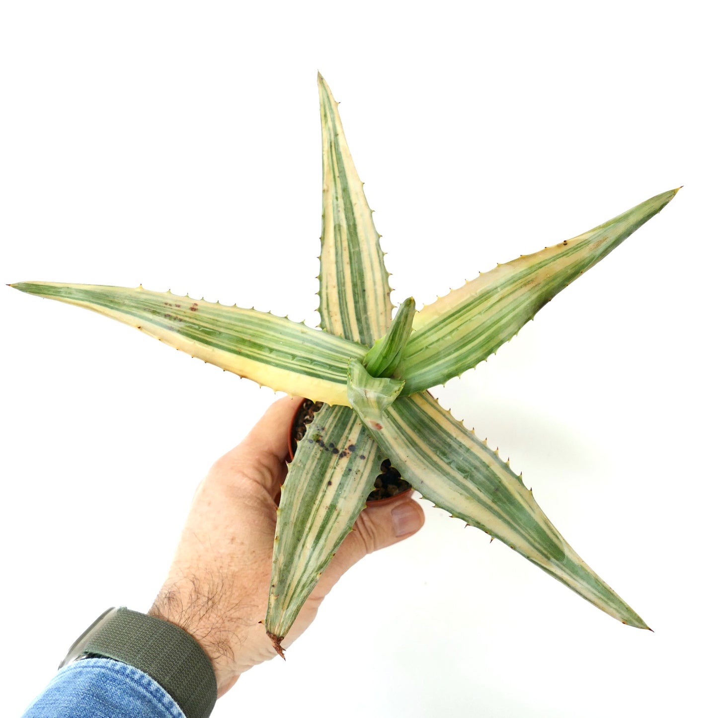 Aloe ferox var. marlothii REVERSE VARIEGATED