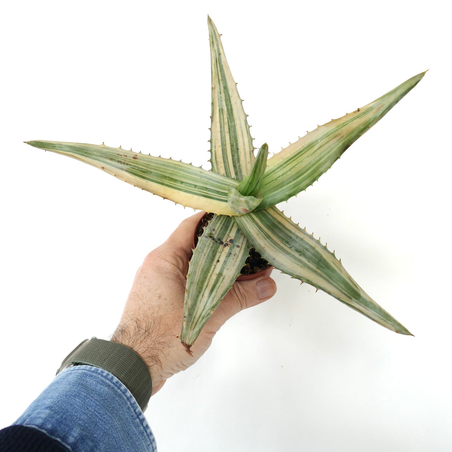 Aloe ferox var. marlothii REVERSE VARIEGATED