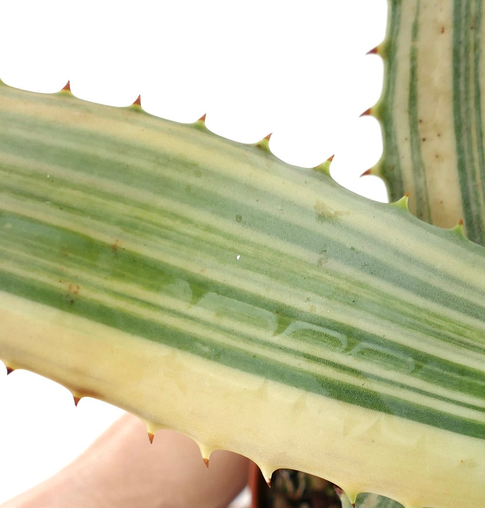 Aloe ferox var. marlothii REVERSE VARIEGATED