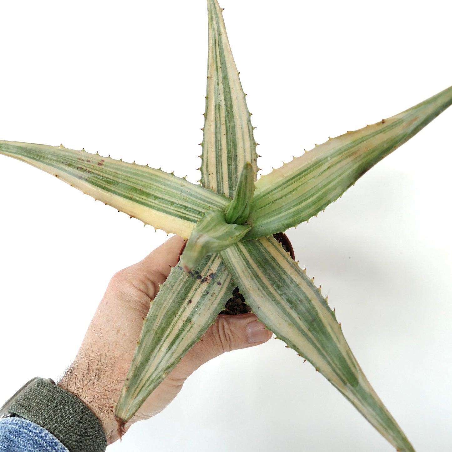 Aloe ferox var. marlothii REVERSE VARIEGATED