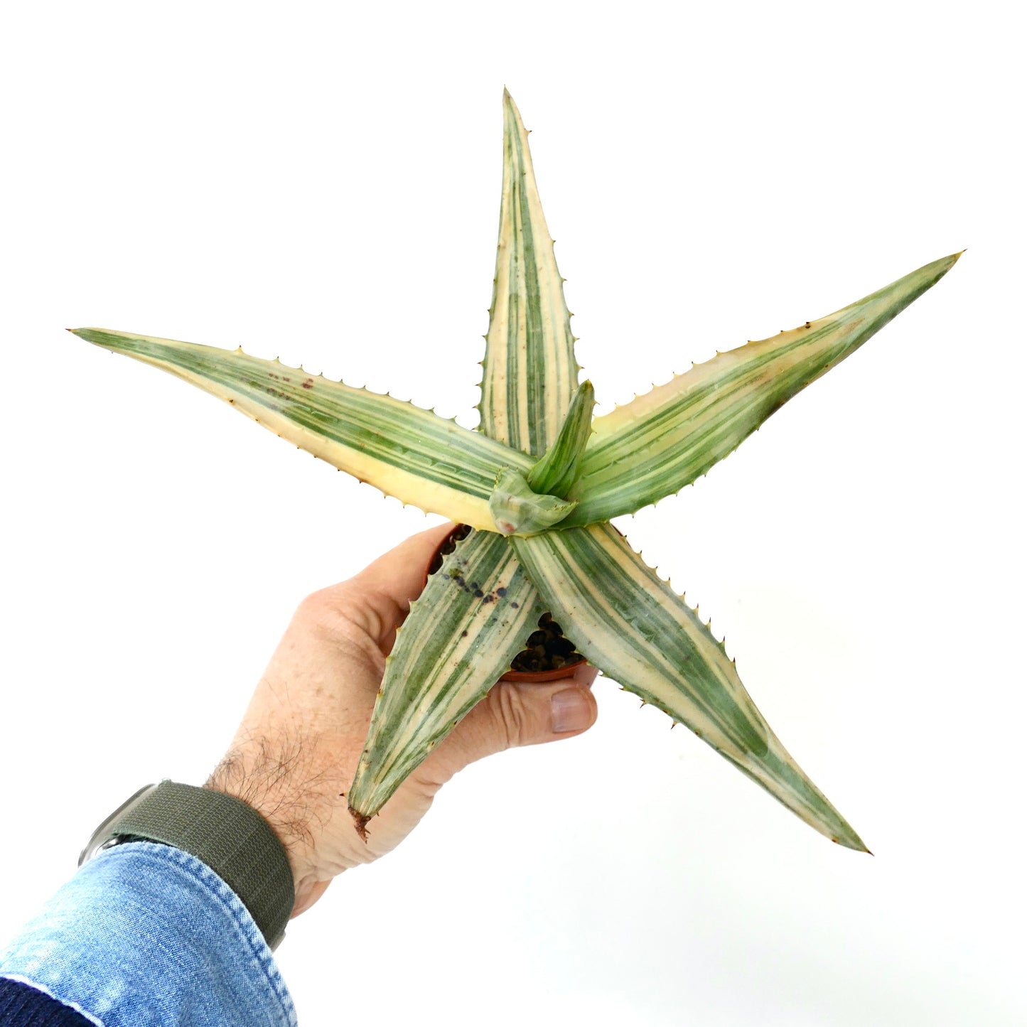 Aloe ferox var. marlothii REVERSE VARIEGATED