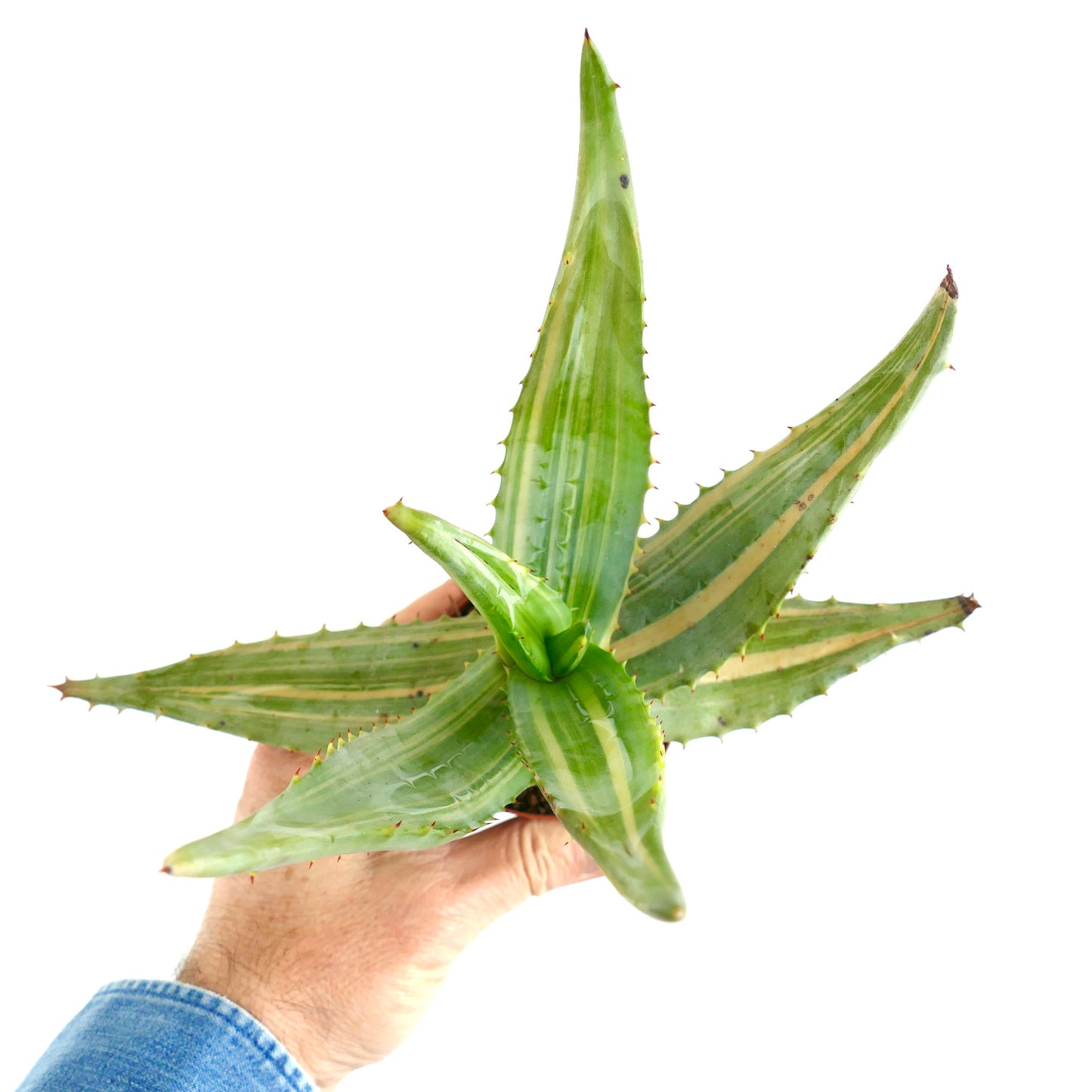 Aloe ferox var. marlothii STRIATA VARIEGATED