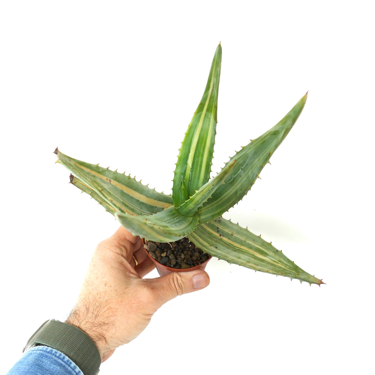 Aloe ferox var. marlothii STRIATA VARIEGATED