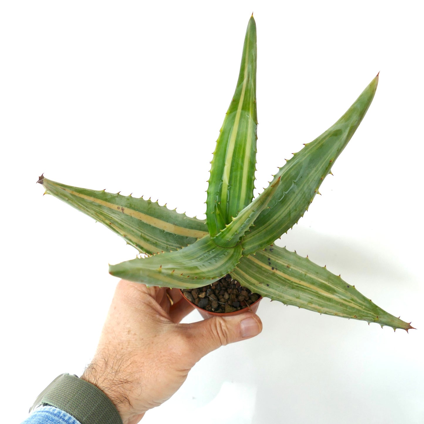 Aloe ferox var. marlothii STRIATA VARIEGATED