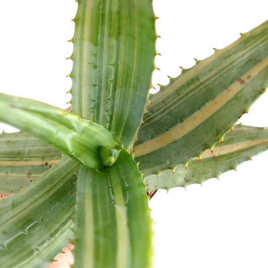 Aloe ferox var. marlothii STRIATA VARIEGATED