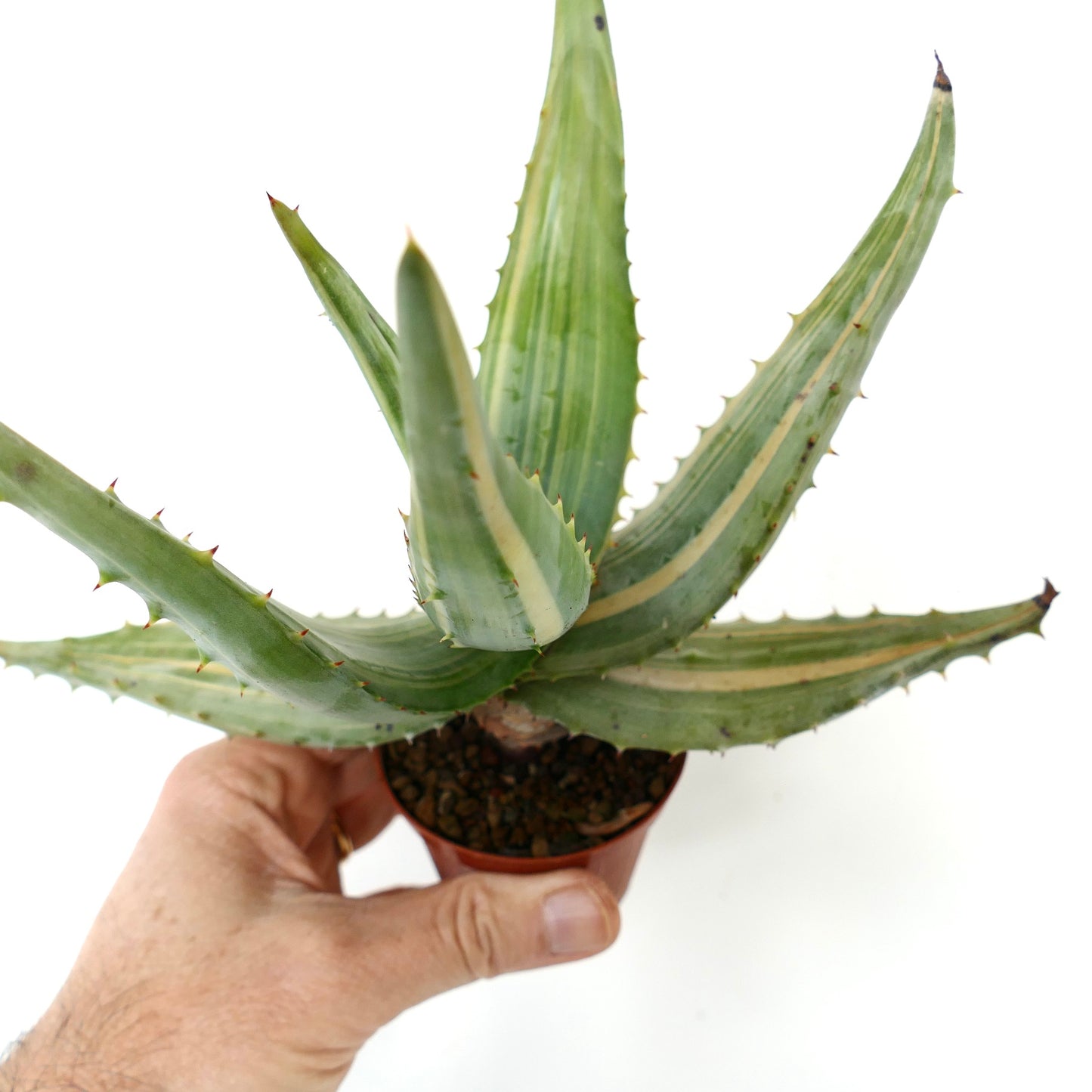 Aloe ferox var. marlothii STRIATA VARIEGATED