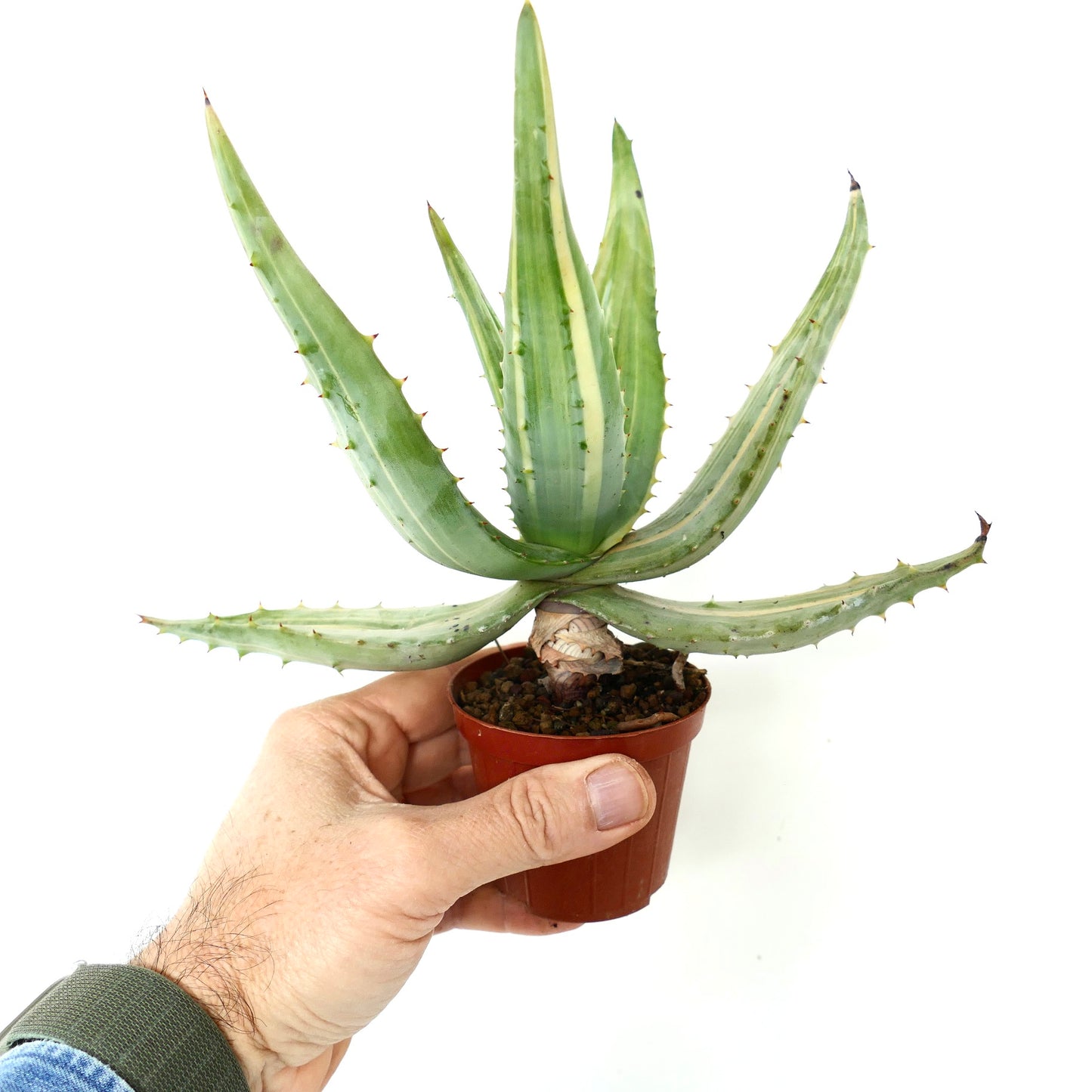 Aloe ferox var. marlothii STRIATA VARIEGATED