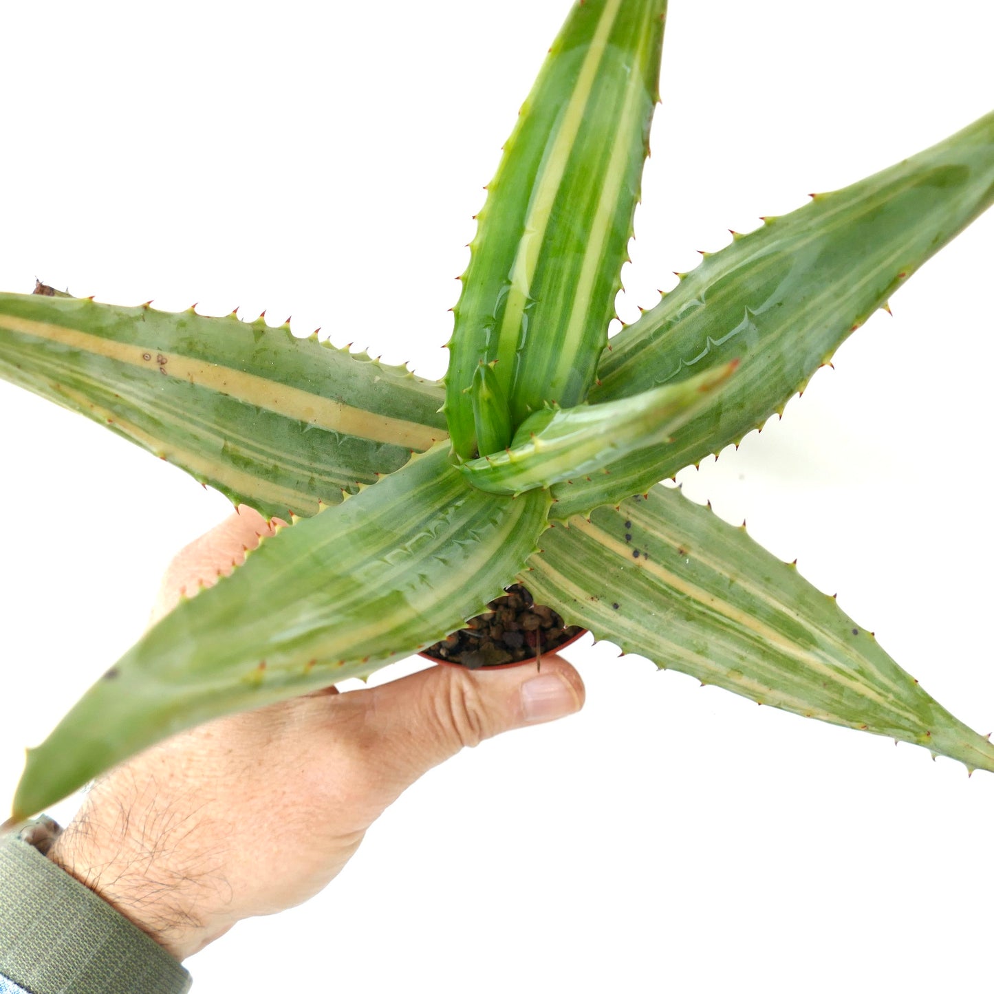 Aloe ferox var. marlothii STRIATA VARIEGATED