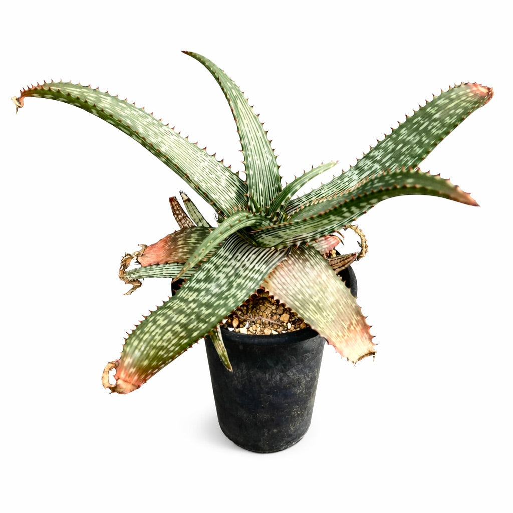 Aloe greatheadii succulent plant with long spotted leaves and reddish spines in black pot