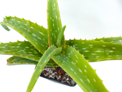 Aloe harlana (Province de Harerghe, ÉTHIOPIE)