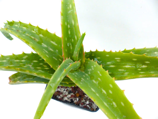 Aloe harlana (Province de Harerghe, ÉTHIOPIE)