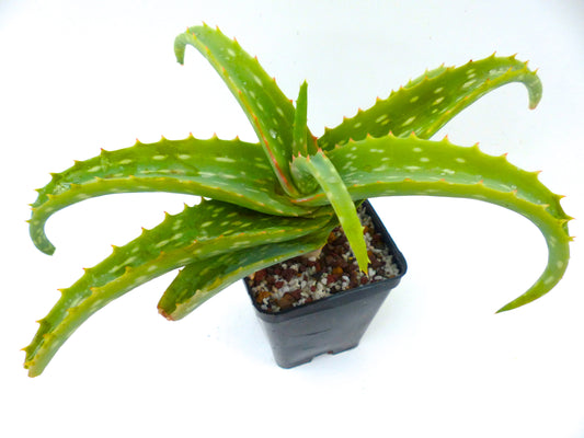 Aloe harlana (Province de Harerghe, ÉTHIOPIE)