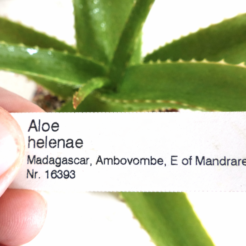 緑の多肉植物の葉の前に掲げられたアロエ・ヘレナエ用の印刷された植物ラベル