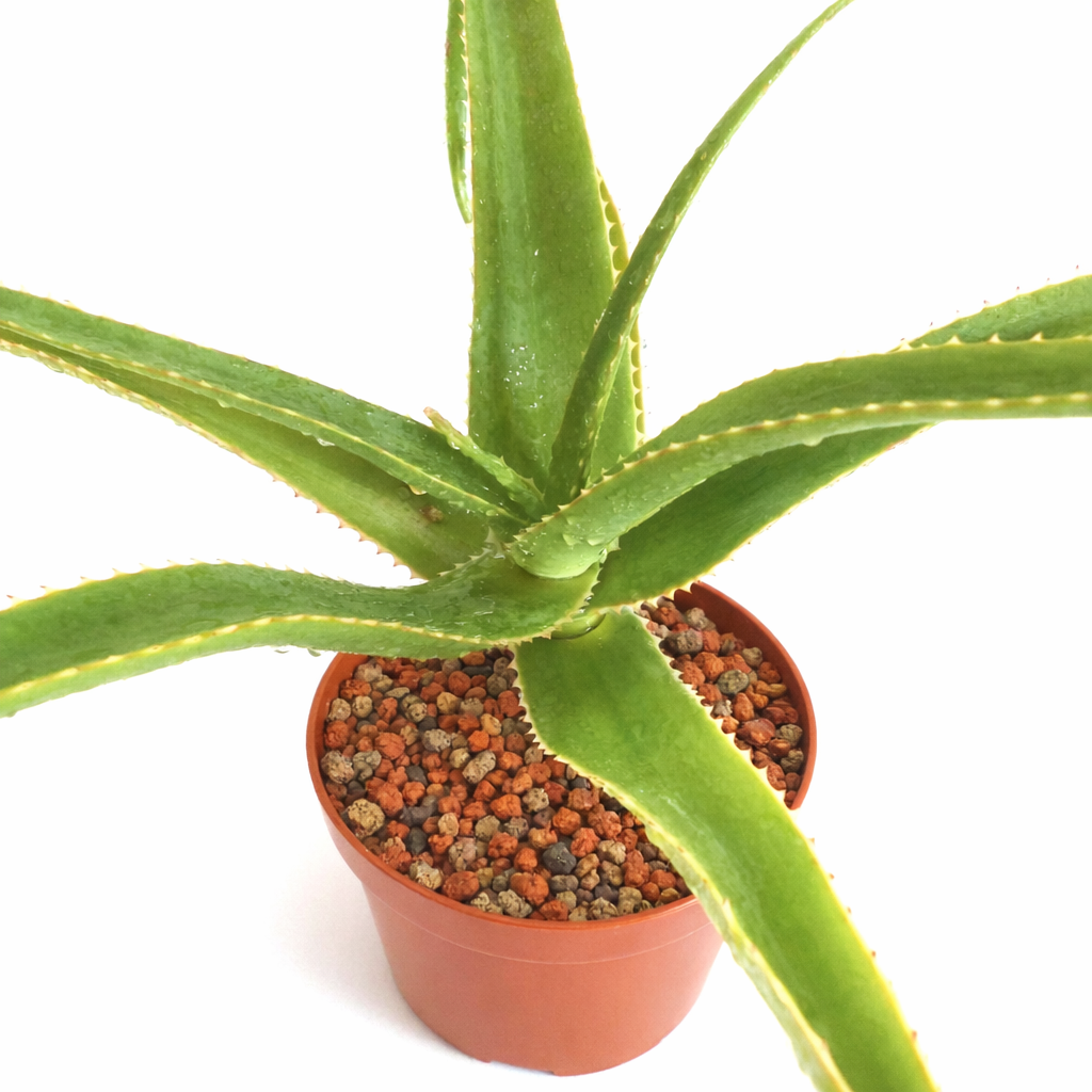 トロ土の鉢に入ったトゲのある緑色の葉のアロエ・ヘレナエ多肉植物