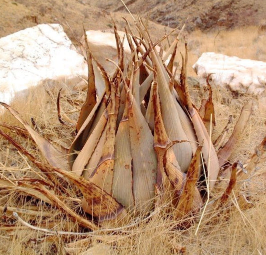 Aloe hereroensis var. lutea SEEDS