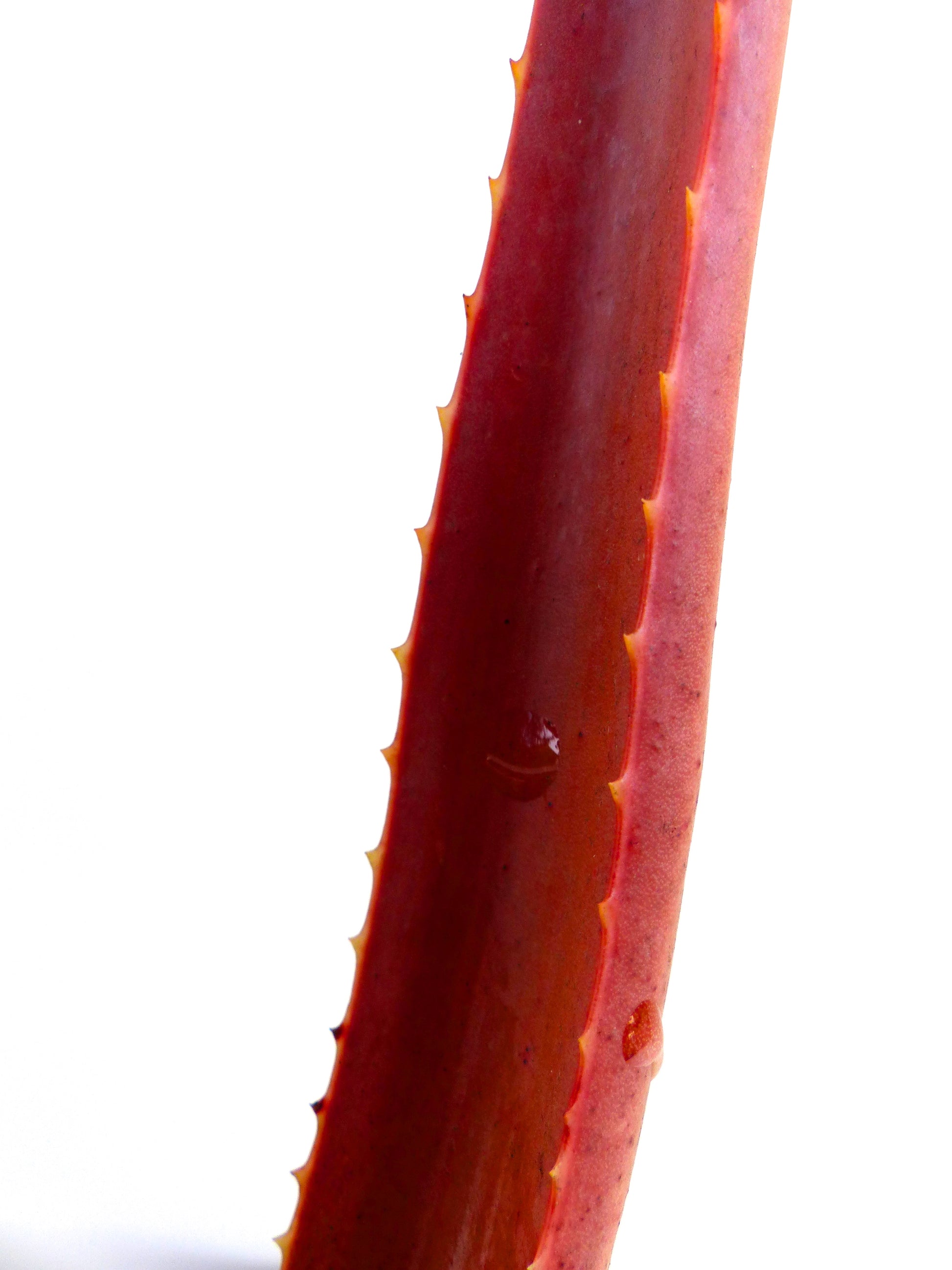 Hoja suculenta roja de Aloe johannis-philippei con pequeños dientes amarillos y gotas de agua