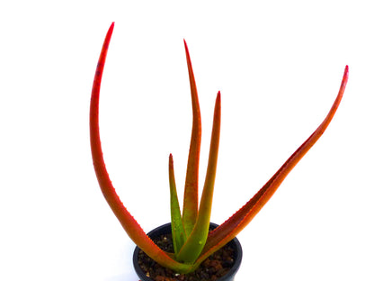 Suculenta Aloe johannis-philippei con hojas largas y delgadas con puntas rojas en maceta negra