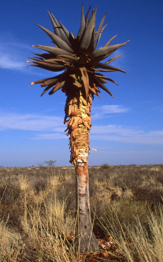 Aloe littoralis tall succulent with thick spiky leaves and peeling bark trunk