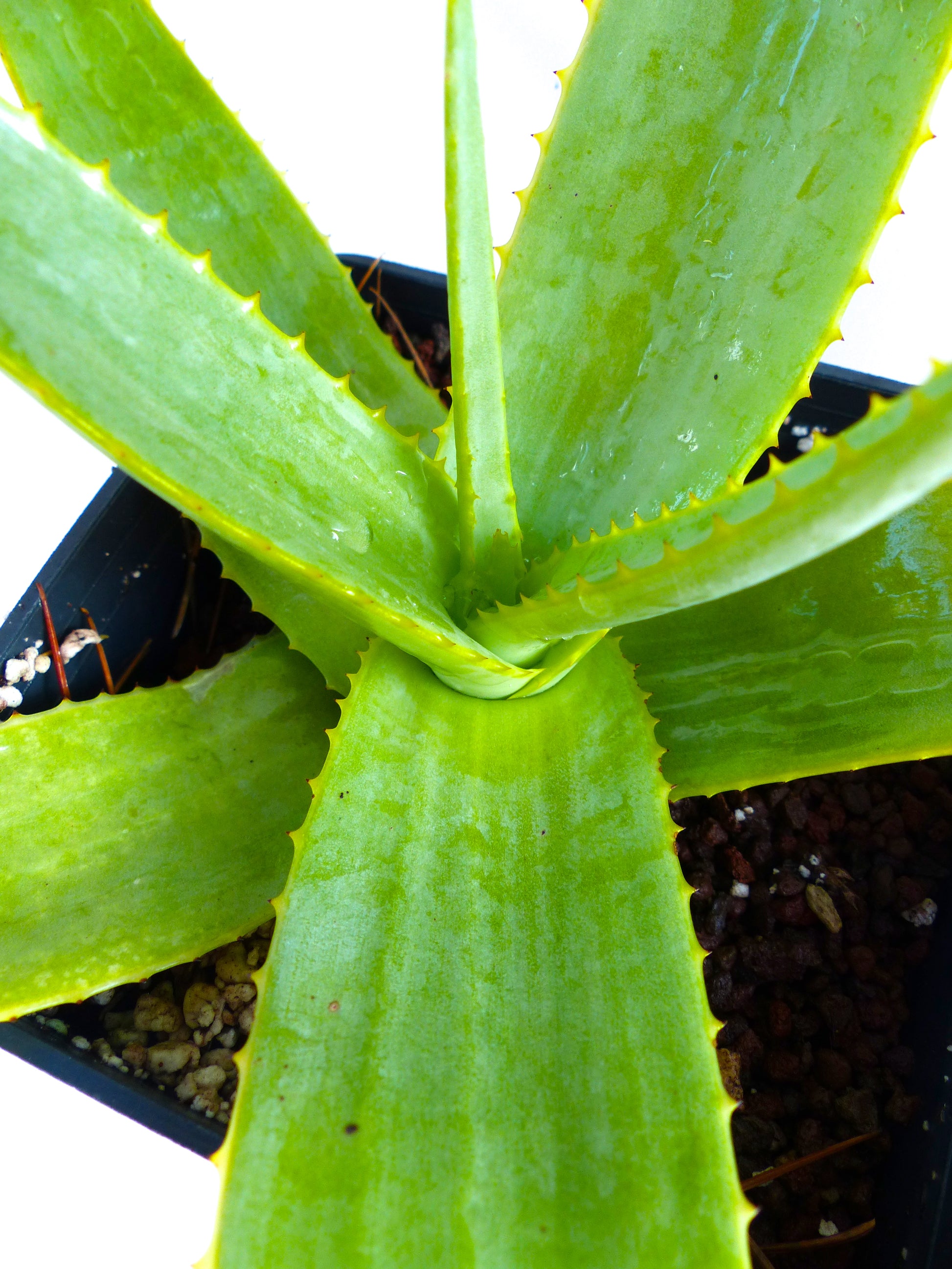 アロエ・マクロクラダ 多肉植物、幅広い緑色の棘のある葉が黒い鉢に入っています