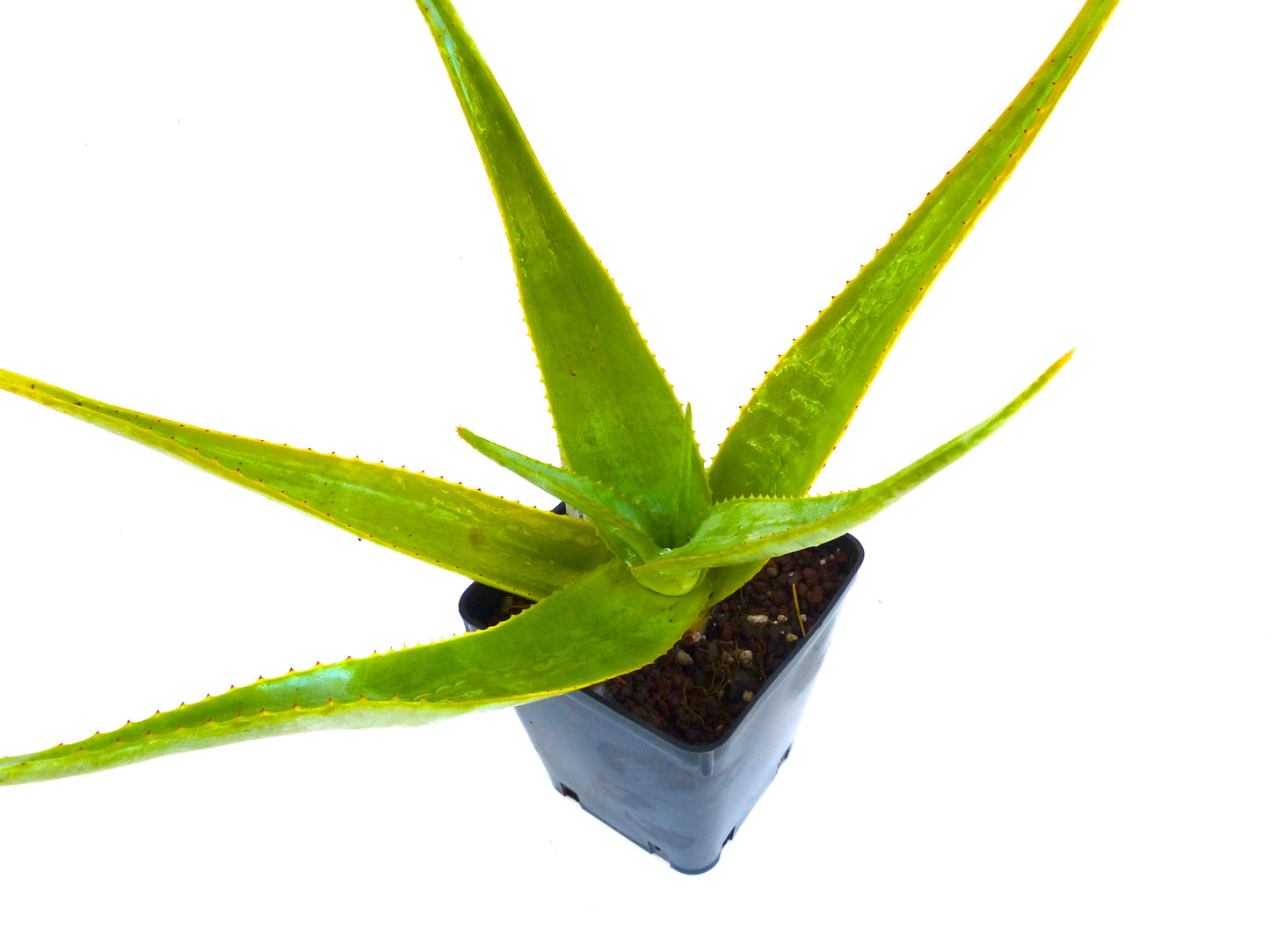 黒いナーサリーポットに入った長くてとげのある緑色の葉のアロエ・マクロクラダ多肉植物