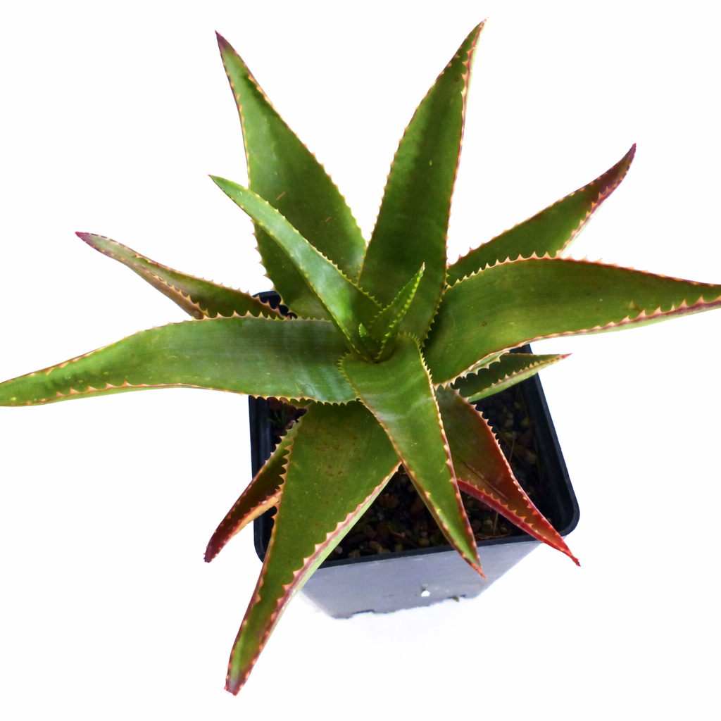 Aloe madecassa vetplant met stekelige groene bladeren en roodachtige randen in zwarte pot