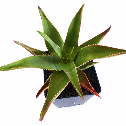 Aloe madecassa vetplant met stekelige groene bladeren en roodachtige randen in zwarte pot