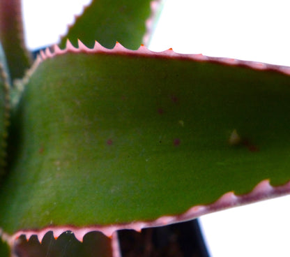 Aloë madecassa vetplantblad met getande roze-randige marges en groene oppervlakte close-up