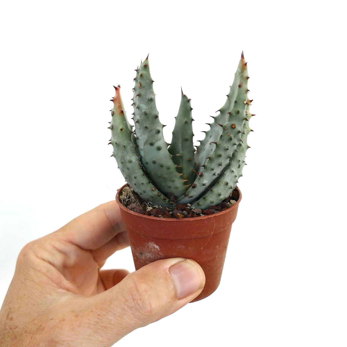 Aloe marlothii 5-15cm