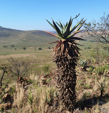 Aloe marlothii 5-15cm