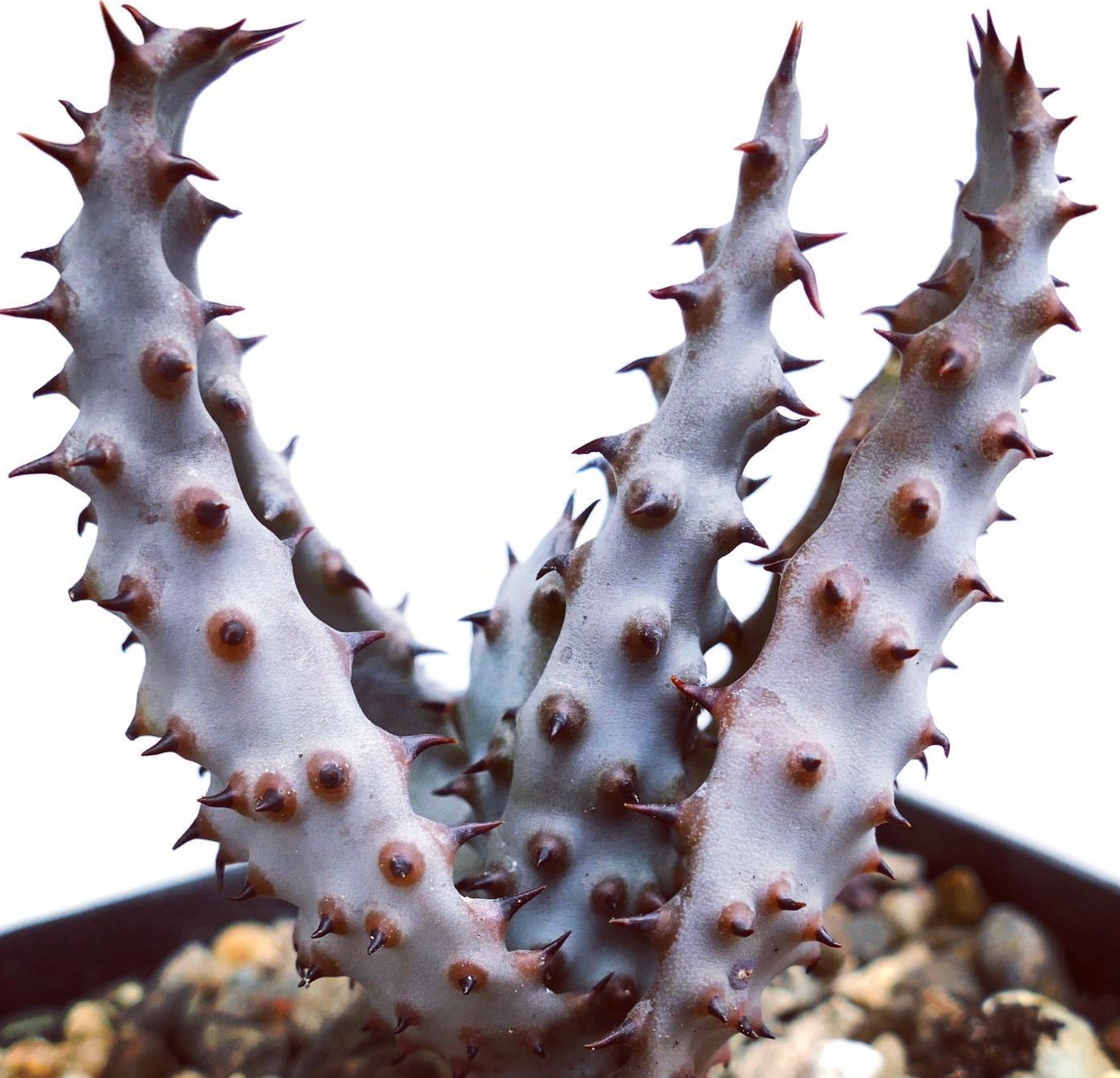 Aloe marlothii succulent with thick spiny grayish stems in a pot