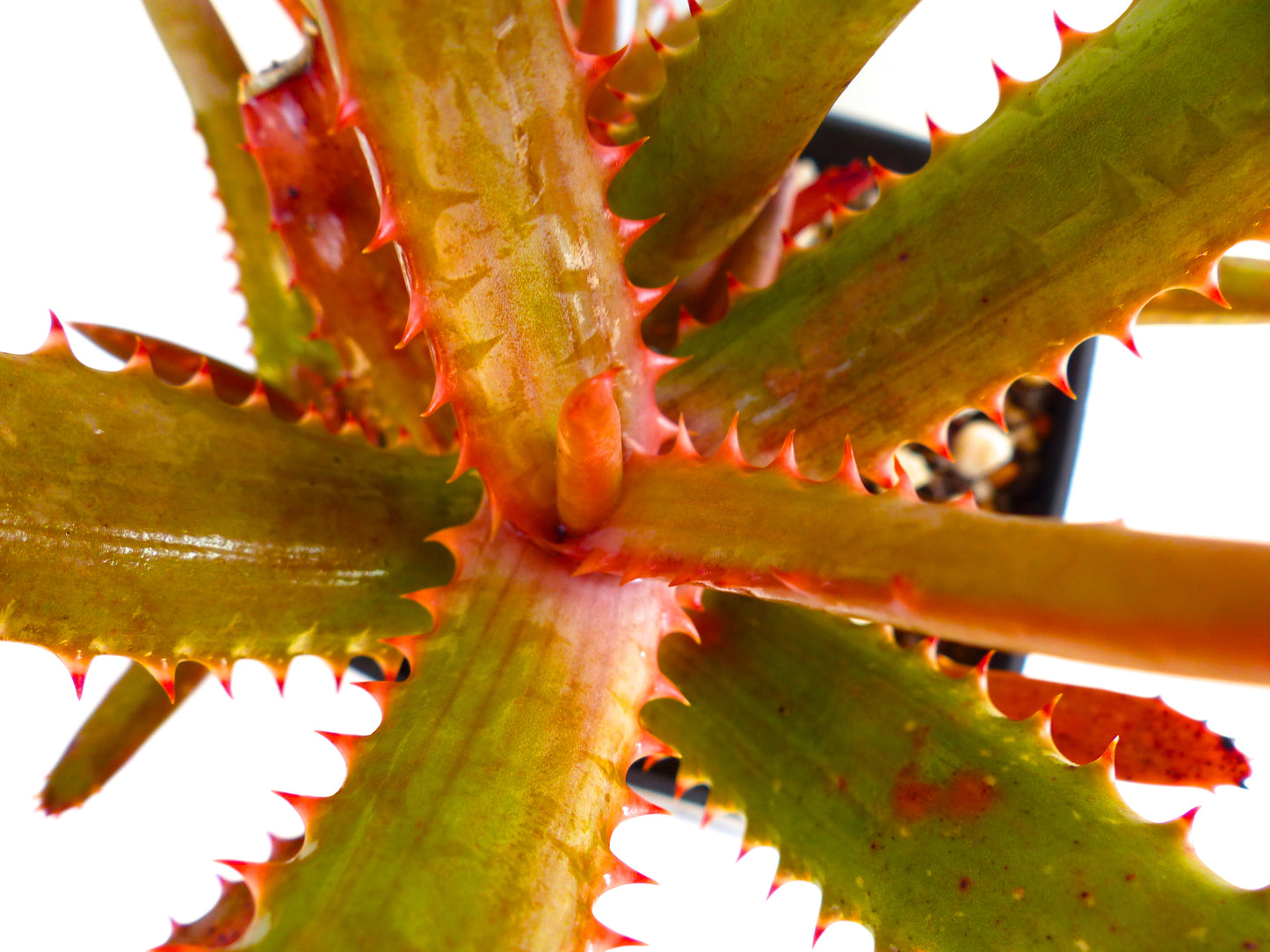 モザンビークのヨコロ山産、トゲのあるオレンジ縁取りの葉を持つアロエ・アフィニス・マウイ多肉植物