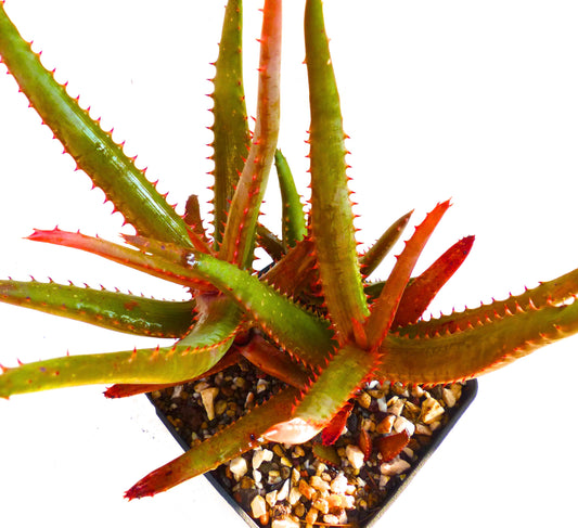 鉢植えのとげのある赤い縁取りの緑色の葉を持つアロエ・アフィニス・マウイ多肉植物