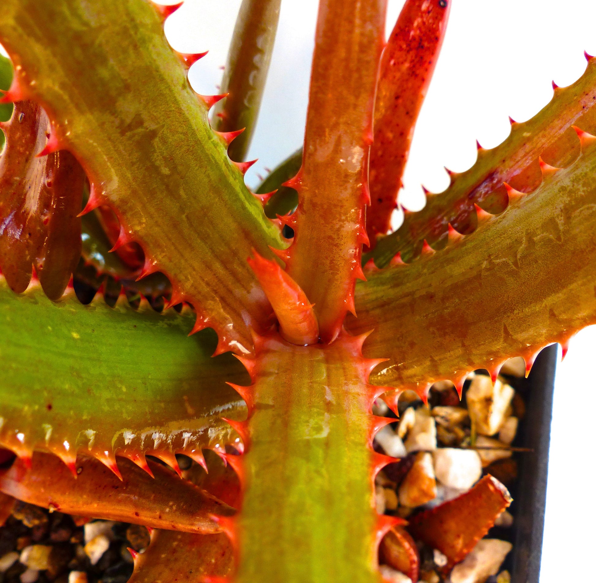 アロエ・アフィニス・マウイ 多肉植物 厚みのある赤縁のとげとげした葉の鉢植え