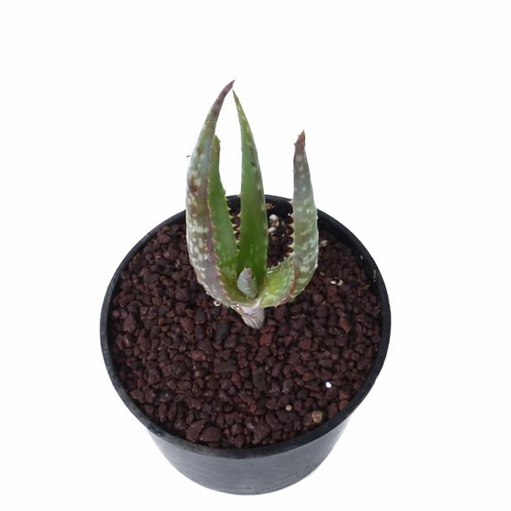 アロエ・ンゴビテンシス 小さな多肉植物 緑色の斑点のある葉 黒い鉢入り