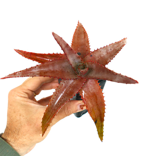 手に持った、トゲのある赤みがかった葉のアロエ・パルミフォルミス多肉植物