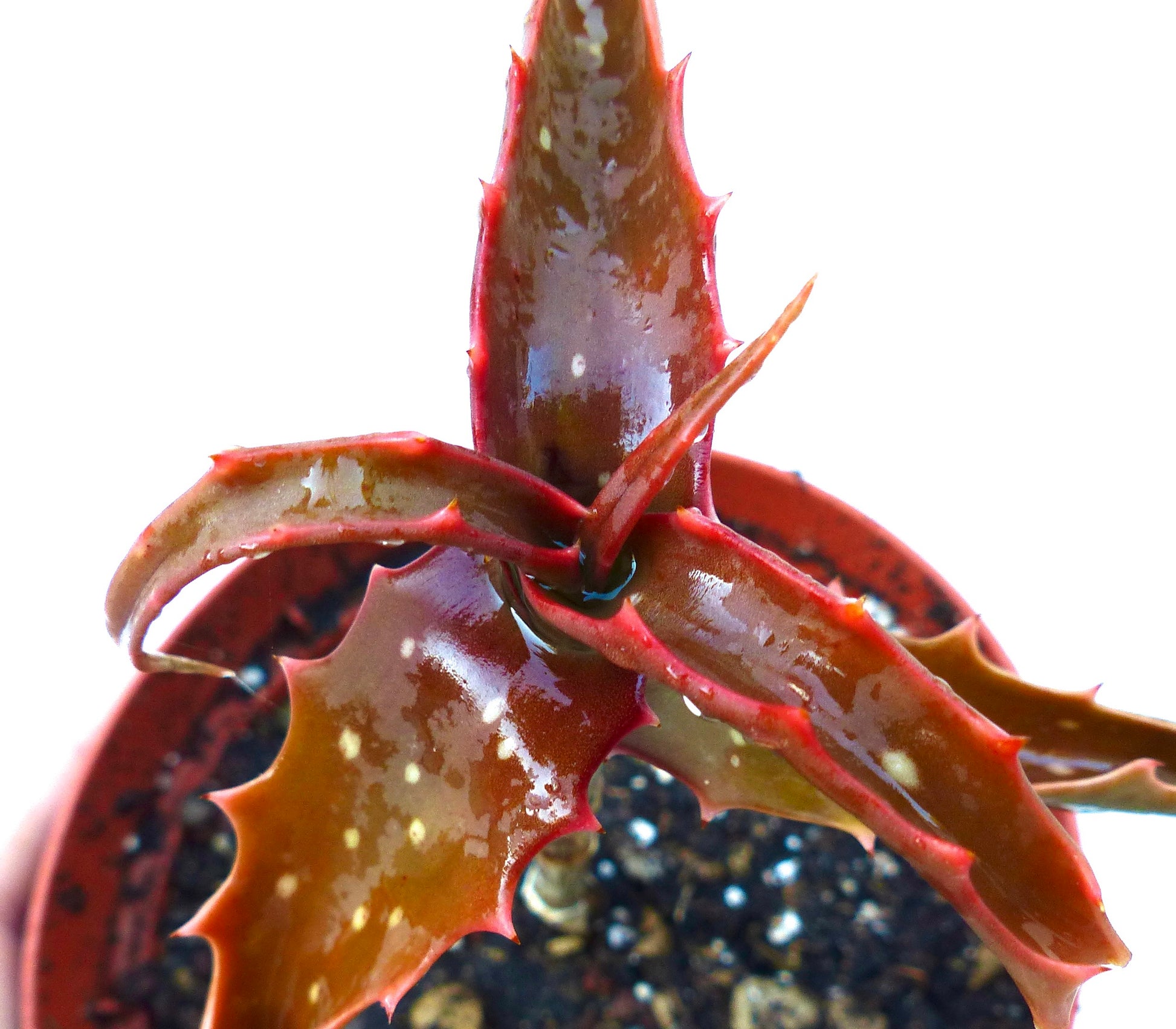 Aloe palmiformis suculenta rara con hojas espinosas rojizas en maceta pequeña